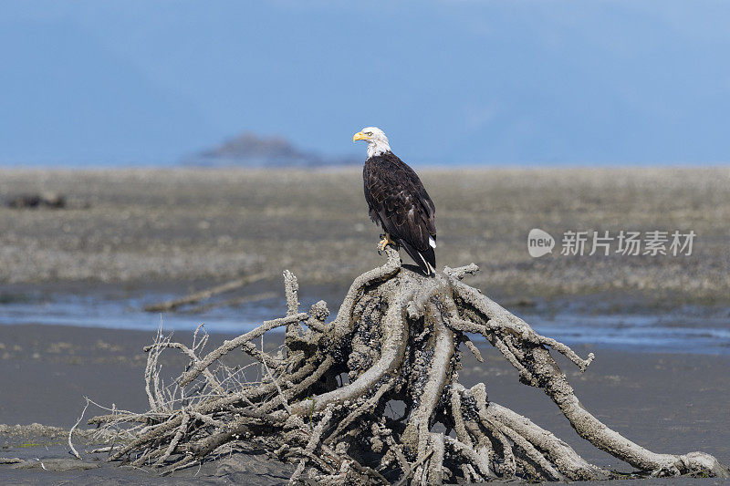 白头haliaeetus leucocephalus，阿拉斯加的秃鹰。美国的国鸟。